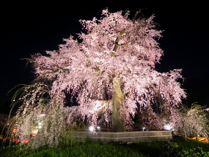 祇園の桜