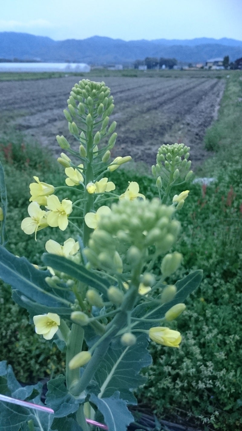 ケールの花 咲きました 食べました 旬らぼ日記 京都旬らぼの情報発信