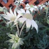 京都の空の下から∞造花の様な花の画像