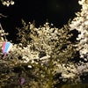 柏尾川の夜桜　2015.3.31の画像
