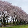 瀬谷海軍道路の桜　2015.4.3の画像