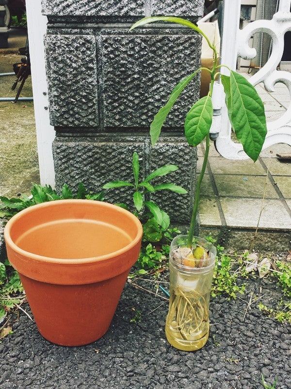 アボカド鉢植え Guanoのブログ