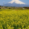 富士山すそのパノラマロード菜の花＆桜まつりの画像
