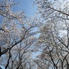 瀬谷海軍道路の桜並木　2015.3.31の画像