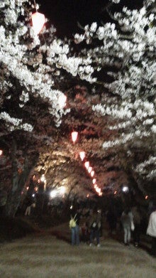 千秋夜桜３