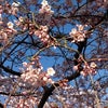 桜 2015の画像
