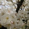 仁和寺の御室桜の画像