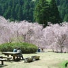 竹田のしだれ桜の画像