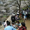 西宮『夙川・桜だより』(１０)  あさ曇り・のち快晴の画像
