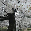 西宮『夙川・桜だより』(１１)  雨・時々くもりの画像