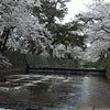 西宮『夙川・桜だより』(９) 雨曇り、時々の陽射しの画像
