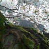 西宮『夙川・桜だより』(６)  晴れの画像