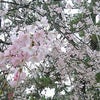 西宮『夙川・桜のだより』(１４)   雨・時々うす曇りの画像
