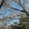 西宮『夙川・桜だより』(５)  晴れの画像