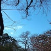 西宮『夙川・桜だより』(１６) 　快晴の画像