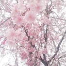 桜が終わったら、藤でしょう！【画像多し】の記事より