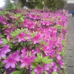 画像 明日からもう５月ですね の記事より