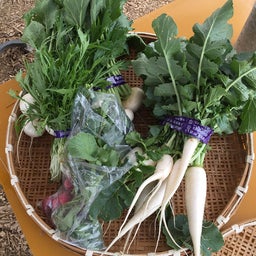 画像 無農薬野菜を仕入れに・・ の記事より 1つ目