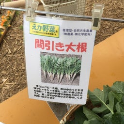 画像 無農薬野菜を仕入れに・・ の記事より 2つ目