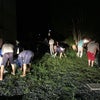 植物の力の画像