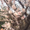 こんなに早く桜が散っているの画像