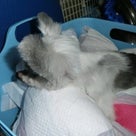 老犬の介護の記事より