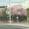 桜！きた～～～(*^_^*)の画像