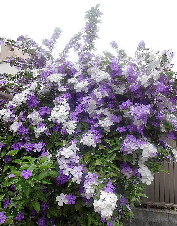 サバ ほんま美味 紫と白の花が咲く木 ５月９日 土 １７年一日欠かさず書いてるバーアロマのマスター だてひろし の 等悲喜交々 ひきこもごも 日記