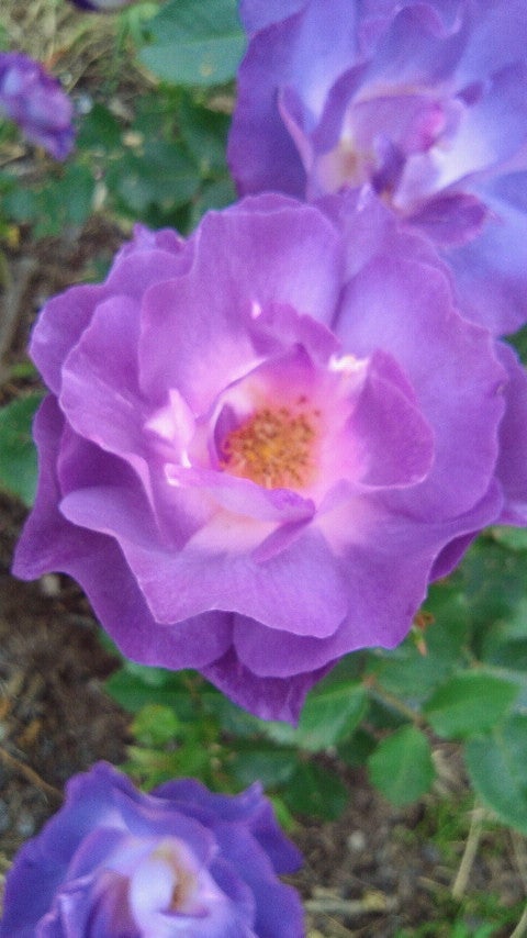 薔薇がちらほらの記事画像