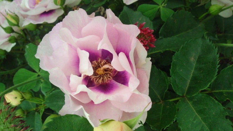 薔薇がちらほらの記事画像