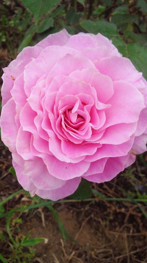 薔薇がちらほらの記事画像