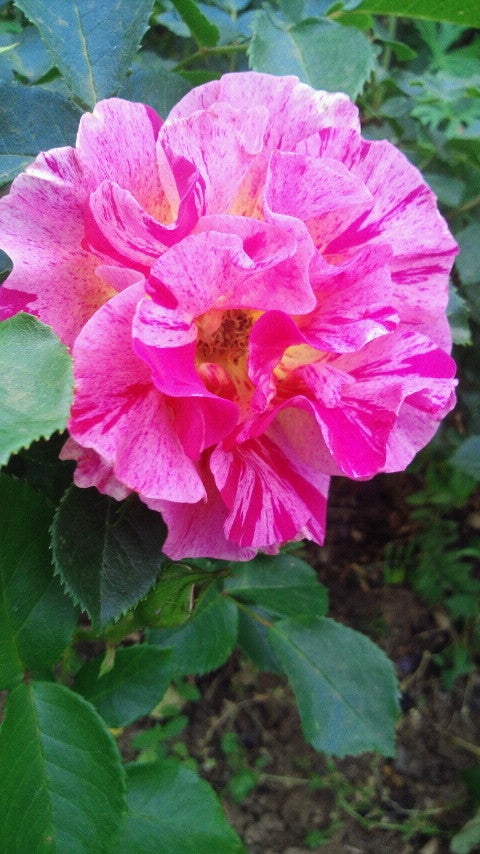薔薇がちらほらの記事画像