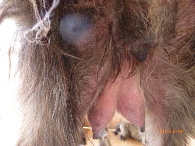 未来のおっぱい 草村動物病院 動物の診察室から