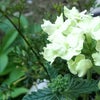 白い花が好きの画像