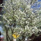 (14)2015年GWニューヨーク5日間～暖かくなった5月、花が咲き誇るニューヨークの風景の記事より
