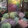 太田花市場にての画像