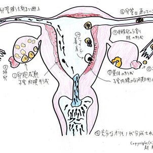 まとめ｜受精～妊娠～妊娠中のトラブル～出産～授乳までの画像