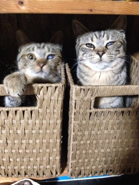 2015/06/07の記事画像