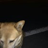 【保護されています】高松市香川町川東で迷い犬が保護されました。の画像