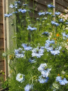 形状が色々と変化するニゲラのお花 イギリスで庭園めぐり