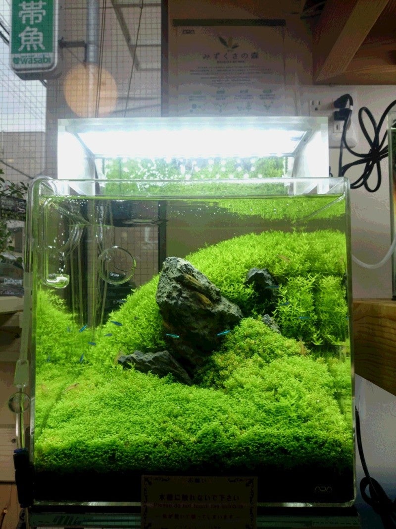パールグラスを密生させる方法 Aqua Shop Wasabi ブログ 京のわさび