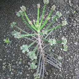 画像 不思議な植物？？？？ の記事より 4つ目
