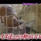 【動画】天才！志村どうぶつ園　森泉　動物保護施設で出張ＤＩＹ／犬とライオンの種の違いを超えた絆の記事より