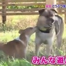 【動画】天才！志村どうぶつ園　森泉　動物保護施設で出張ＤＩＹ／犬とライオンの種の違いを超えた絆の記事より