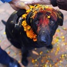 犬を敬い感謝するネパールの犬のお祭りが素晴らしいの記事より