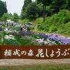 ぶらり富山へ～頼成の森の花菖蒲～の画像