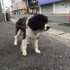 ※飼い主さんみつかりました！【保護しています】香川県高松市新田町でオスのボーダーコリー風迷い犬の画像