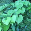 吃り（追記あり）の画像