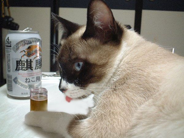 1ヶ月はこのペースの記事画像