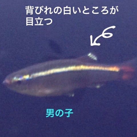 チビヒレたちのオスメス アカヒレ飼い始めました チビヒレたちのオスメス アカヒレ飼い始めました